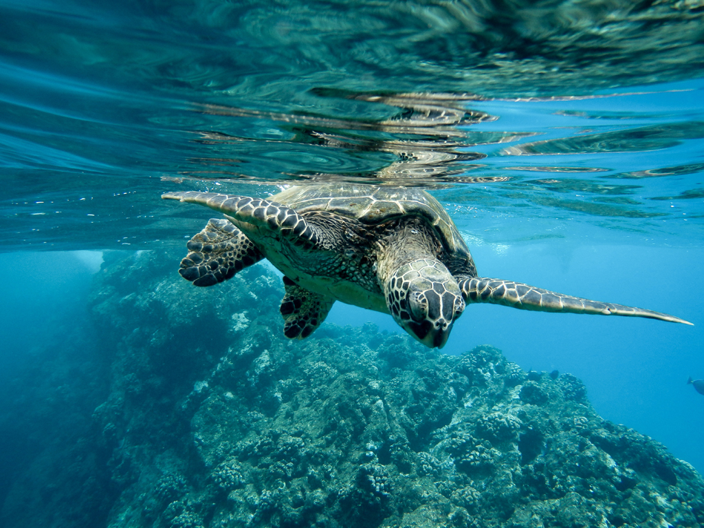 Caretta Carettas in Alanya: Sanfte Giganten der Meere