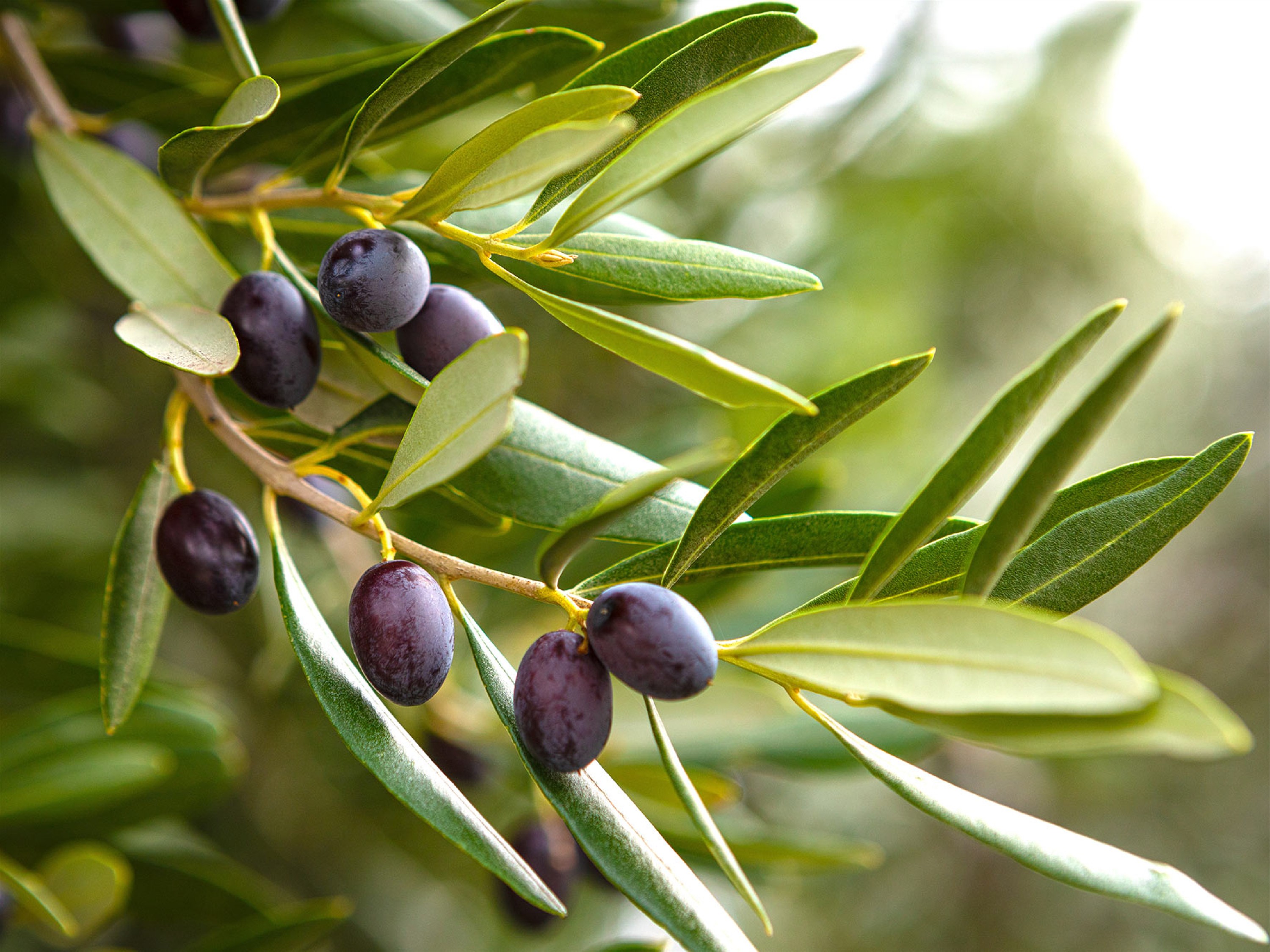 How Long Do Olive Trees Live?
